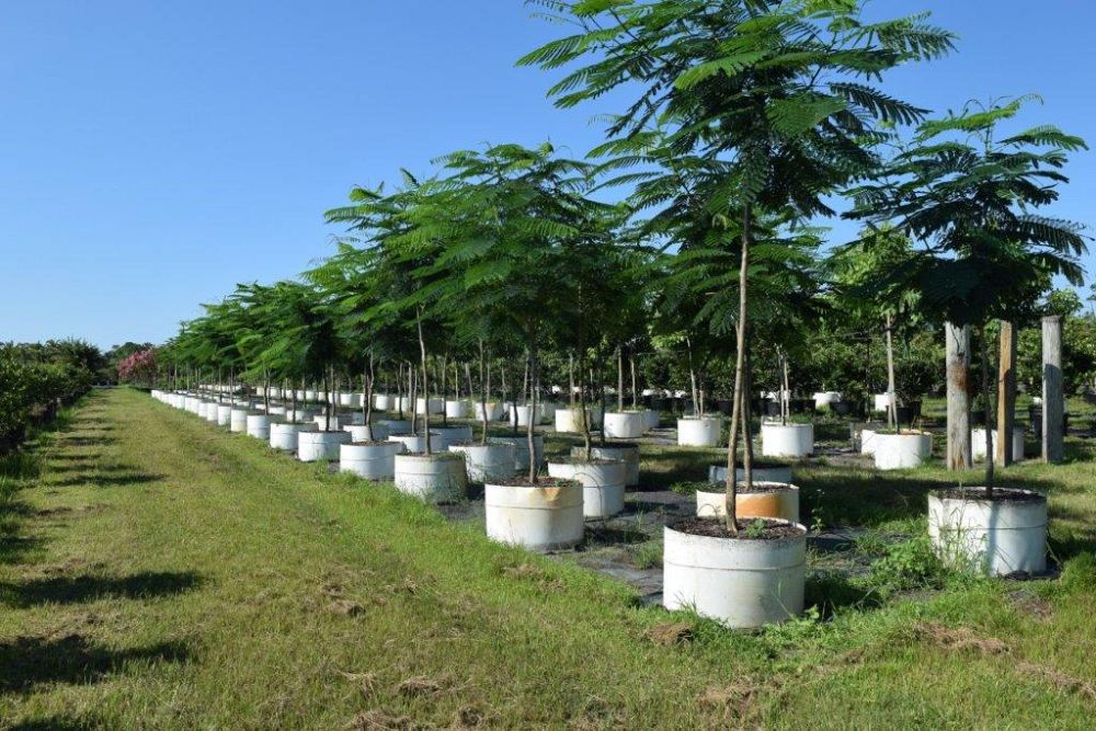 delonix-regia-royal-poinciana-flamboyant-tree-flame-tree