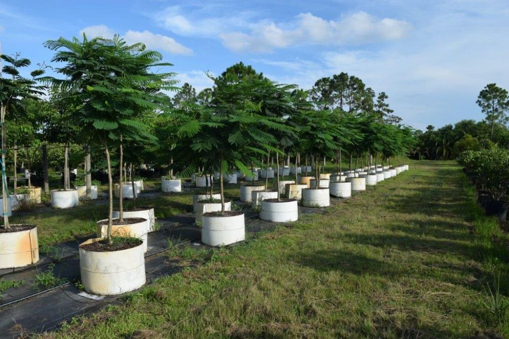 delonix-regia-royal-poinciana-flamboyant-tree-flame-tree