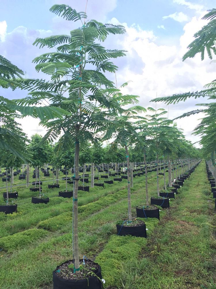 delonix-regia-royal-poinciana-flamboyant-tree-flame-tree