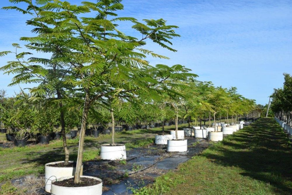 delonix-regia-royal-poinciana-flamboyant-tree-flame-tree