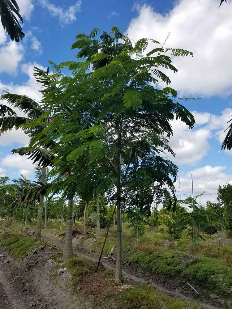 delonix-regia-royal-poinciana-flamboyant-tree-flame-tree