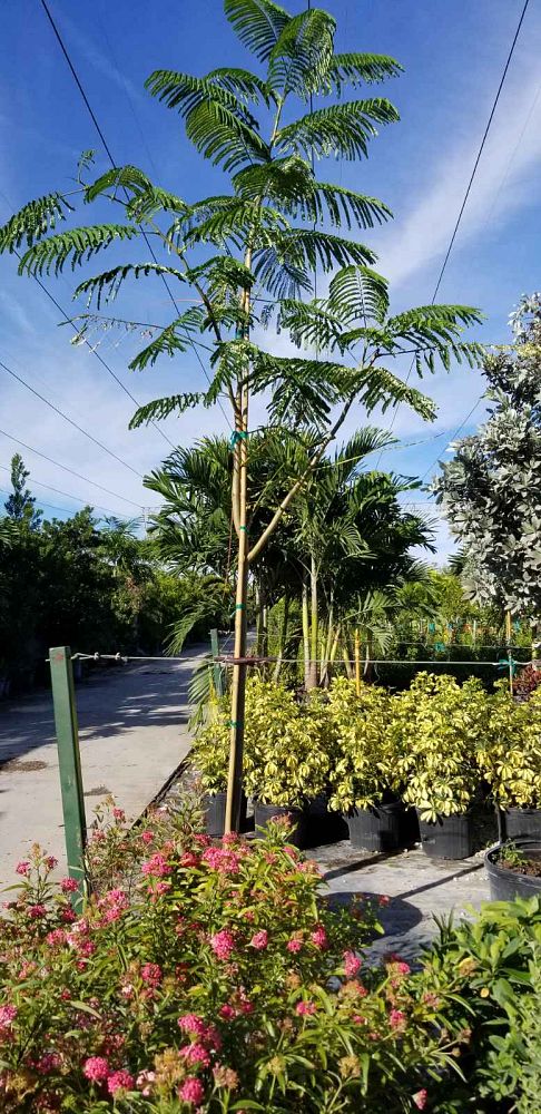 delonix-regia-royal-poinciana-flamboyant-tree-flame-tree