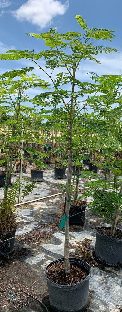 delonix-regia-royal-poinciana-flamboyant-tree-flame-tree