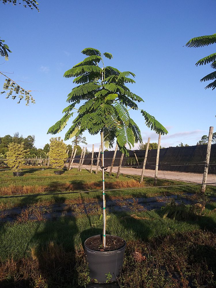 delonix-regia-royal-poinciana-flamboyant-tree-flame-tree