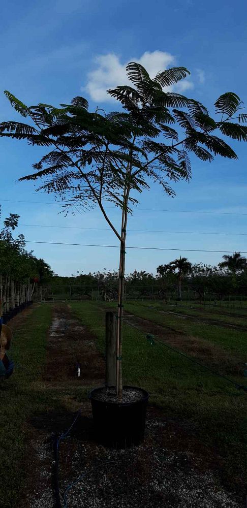 delonix-regia-royal-poinciana-flamboyant-tree-flame-tree