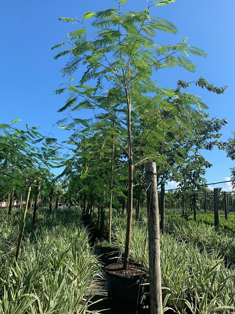 delonix-regia-royal-poinciana-flamboyant-tree-flame-tree