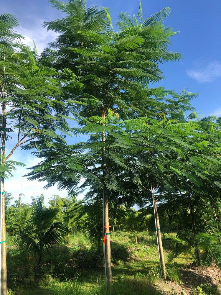delonix-regia-royal-poinciana-flamboyant-tree-flame-tree