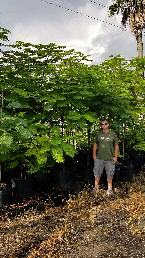 delonix-regia-royal-poinciana-flamboyant-tree-flame-tree