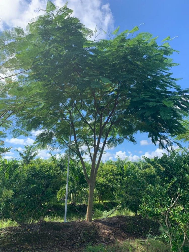 delonix-regia-royal-poinciana-flamboyant-tree-flame-tree