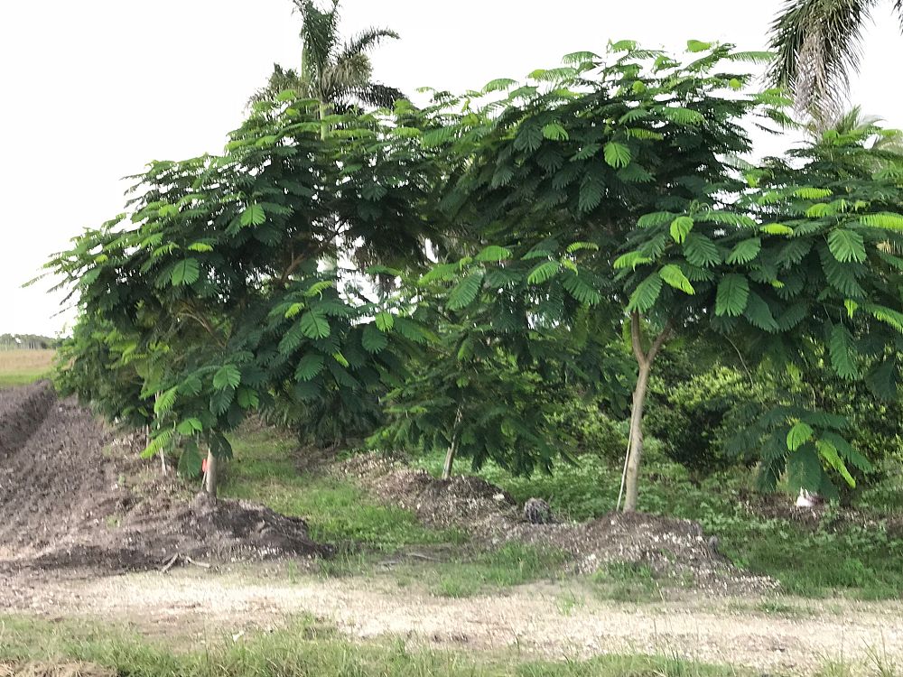 delonix-regia-royal-poinciana-flamboyant-tree-flame-tree