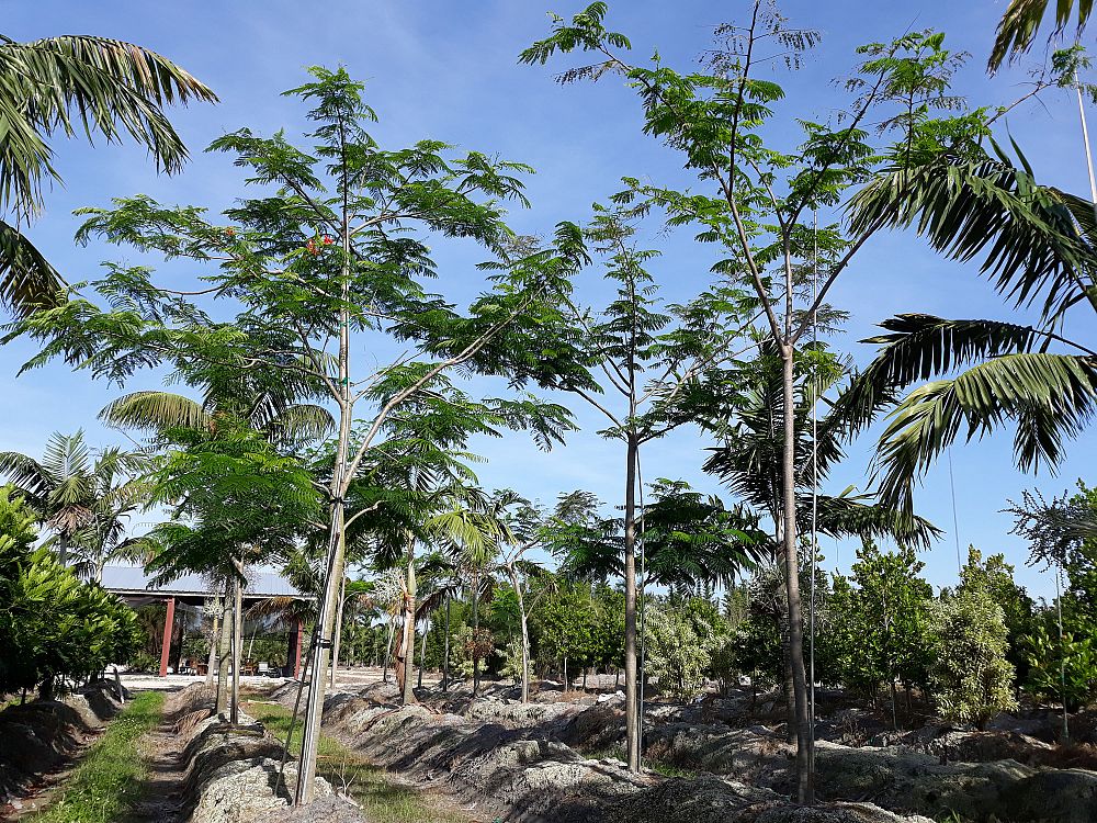 delonix-regia-royal-poinciana-flamboyant-tree-flame-tree