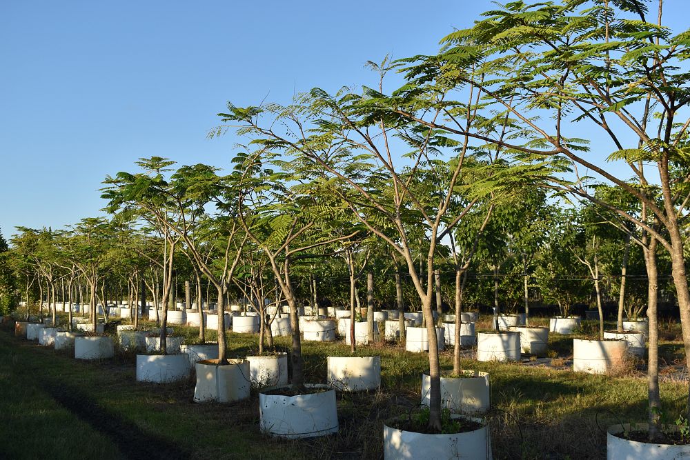 delonix-regia-royal-poinciana-flamboyant-tree-flame-tree