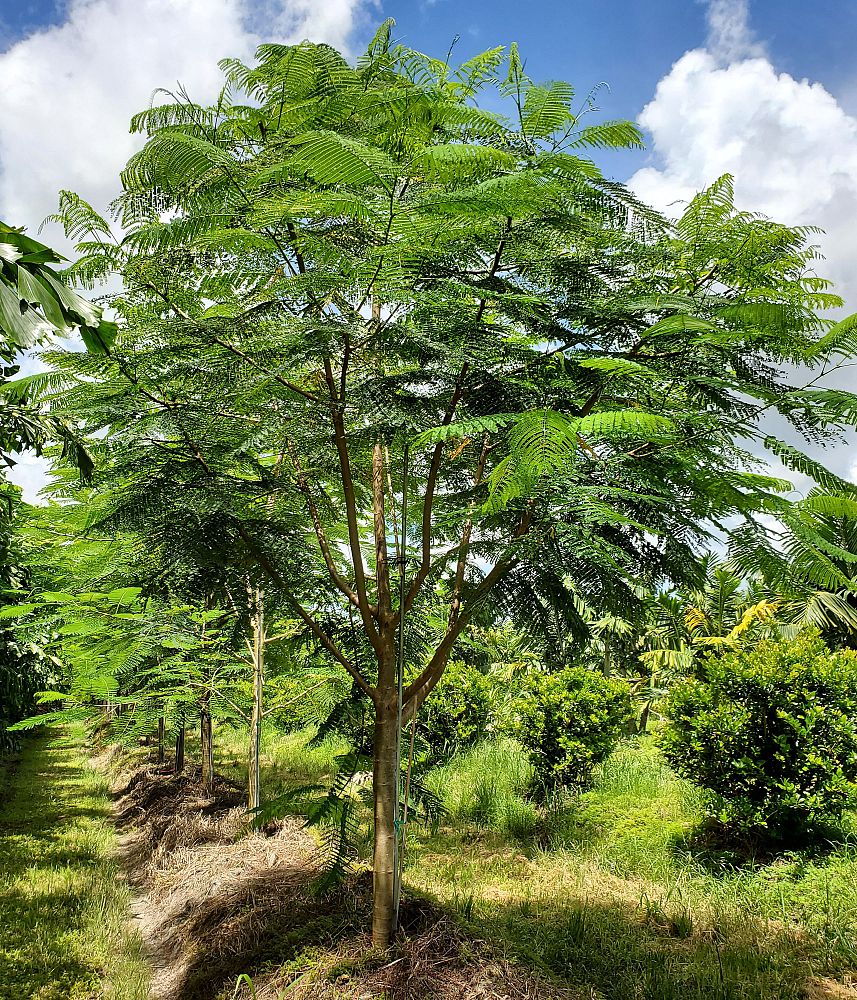 delonix-regia-royal-poinciana-flamboyant-tree-flame-tree