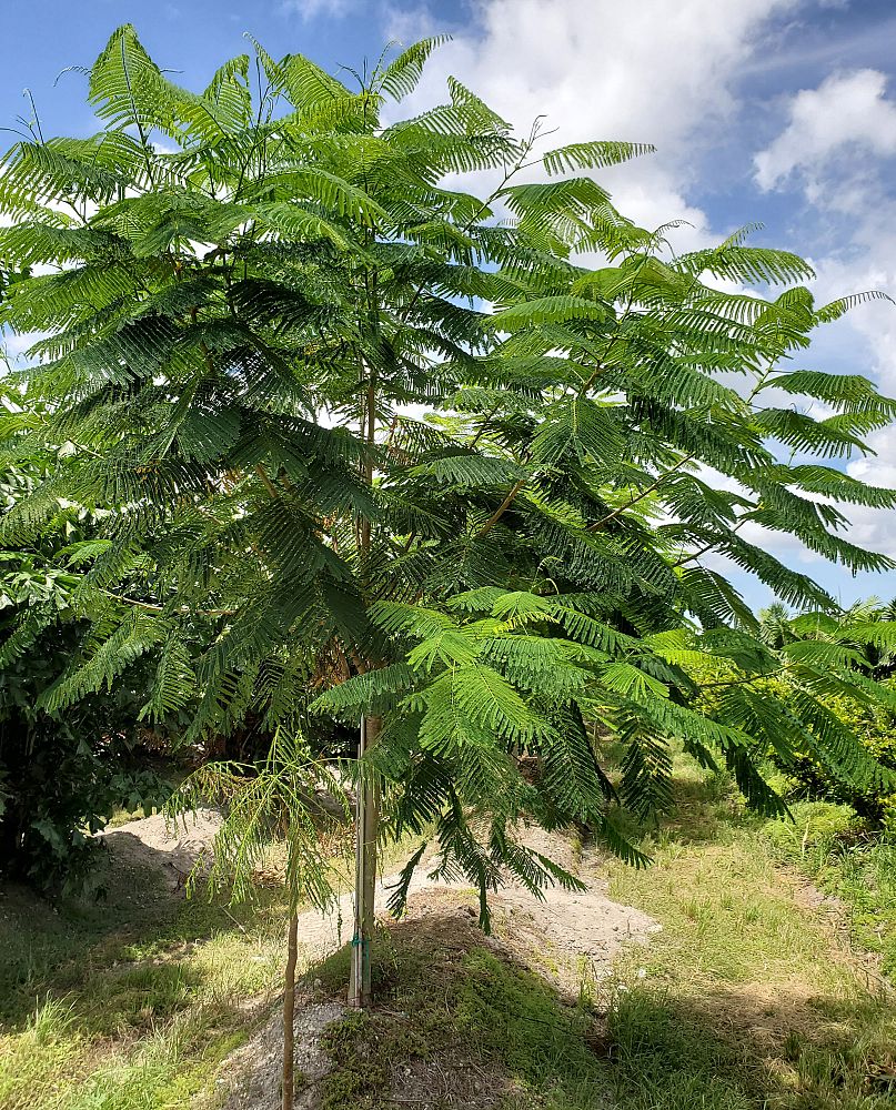 delonix-regia-royal-poinciana-flamboyant-tree-flame-tree
