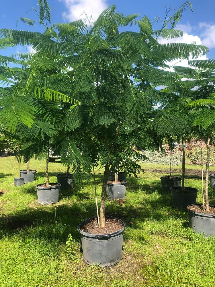 delonix-regia-royal-poinciana-flamboyant-tree-flame-tree