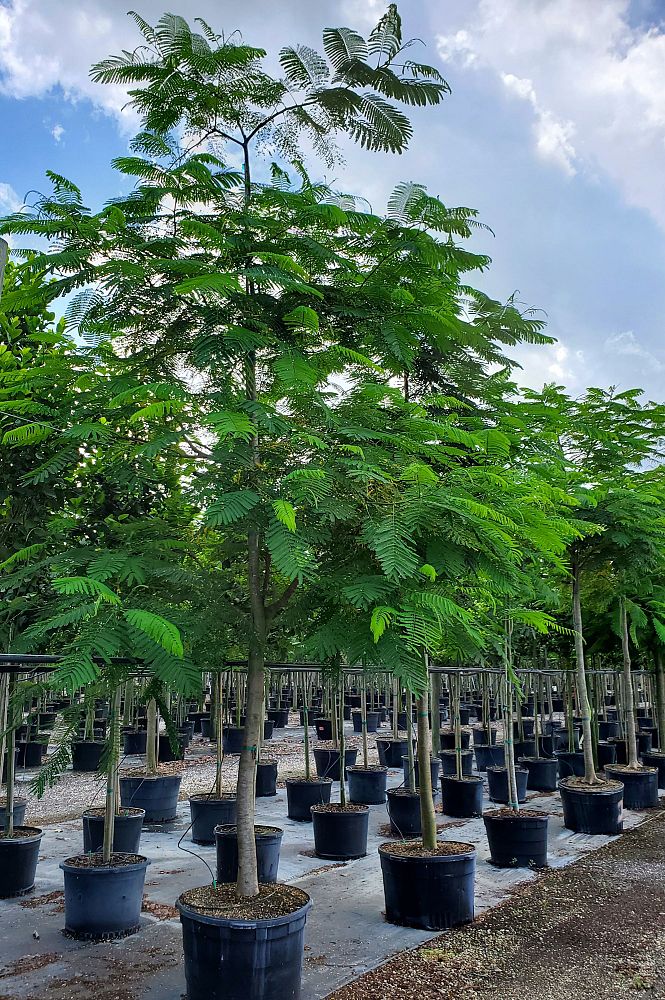 delonix-regia-royal-poinciana-flamboyant-tree-flame-tree