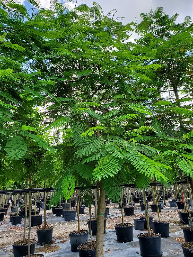 delonix-regia-royal-poinciana-flamboyant-tree-flame-tree