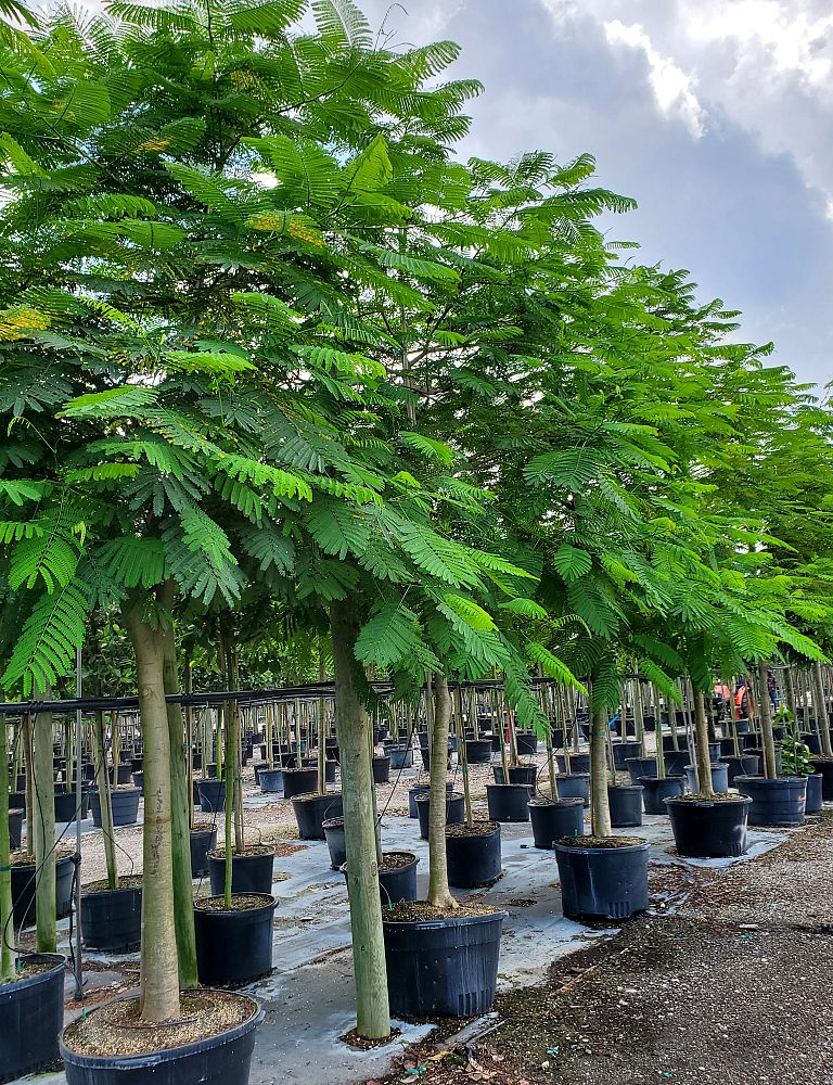 delonix-regia-royal-poinciana-flamboyant-tree-flame-tree