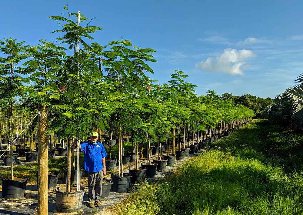 delonix-regia-royal-poinciana-flamboyant-tree-flame-tree