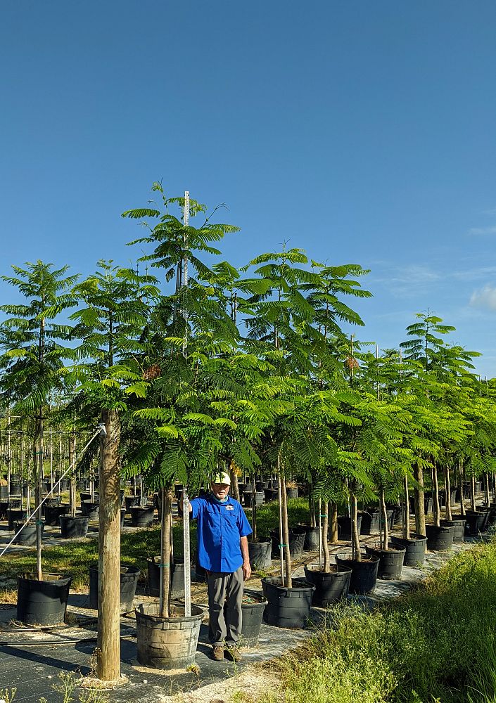 delonix-regia-royal-poinciana-flamboyant-tree-flame-tree