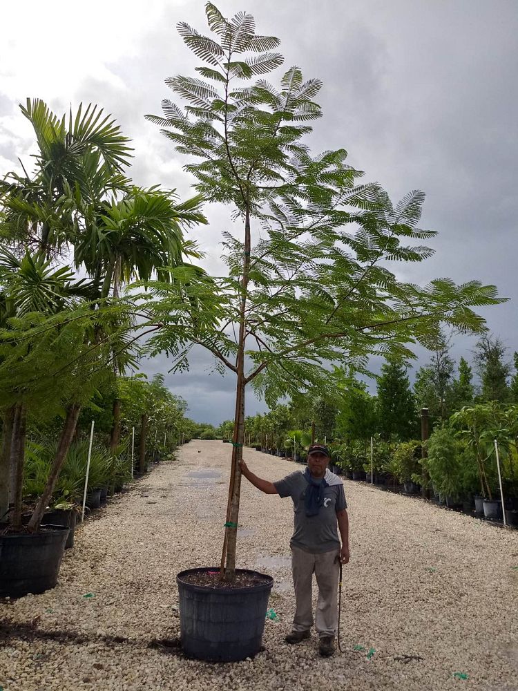 delonix-regia-royal-poinciana-flamboyant-tree-flame-tree