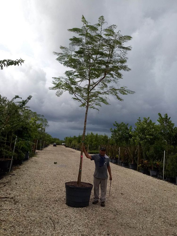 delonix-regia-royal-poinciana-flamboyant-tree-flame-tree