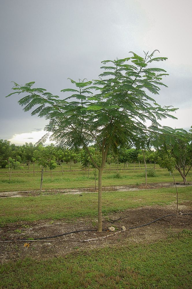 delonix-regia-royal-poinciana-flamboyant-tree-flame-tree