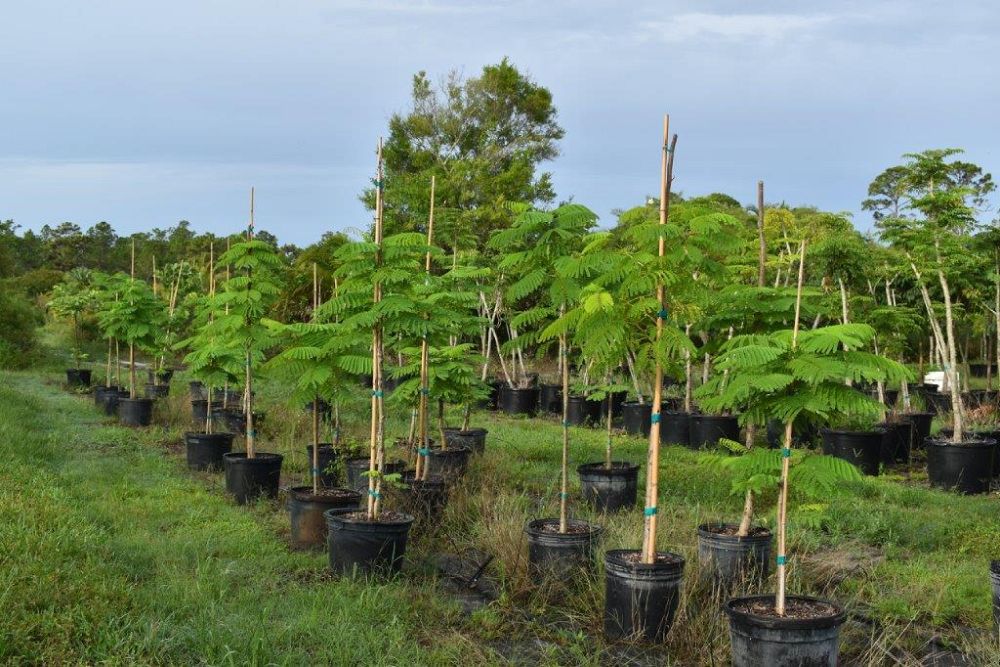 delonix-regia-royal-poinciana-flamboyant-tree-flame-tree