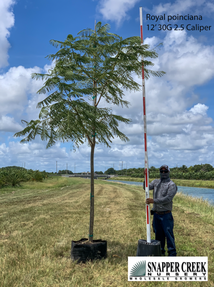 delonix-regia-royal-poinciana-flamboyant-tree-flame-tree