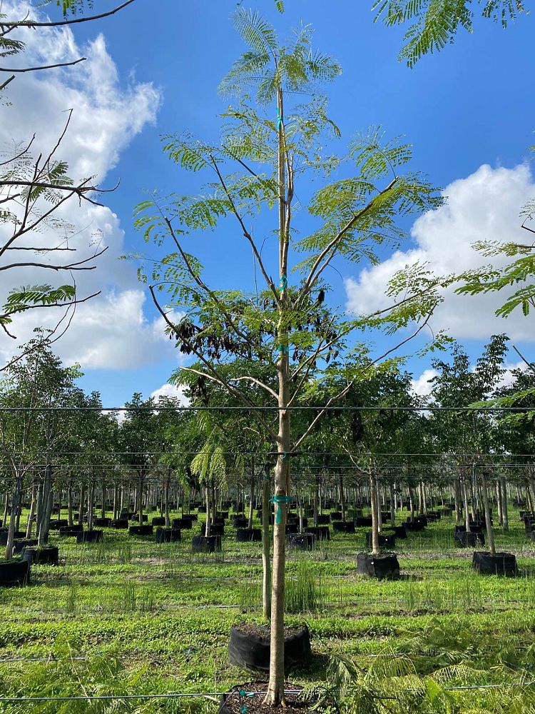 delonix-regia-royal-poinciana-flamboyant-tree-flame-tree