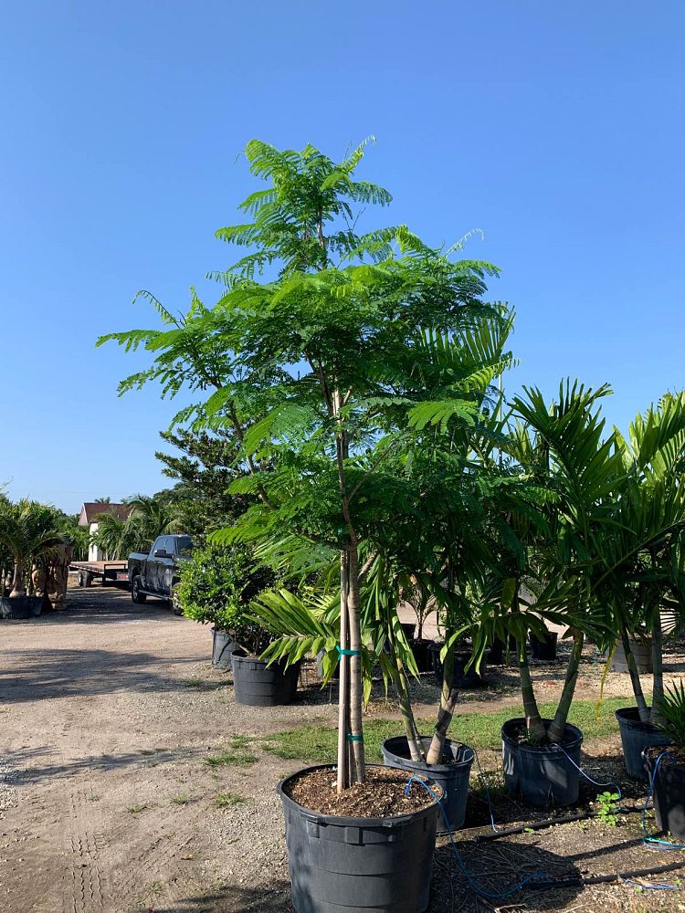 delonix-regia-royal-poinciana-flamboyant-tree-flame-tree