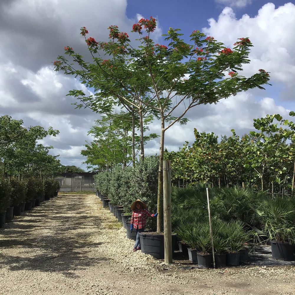 delonix-regia-royal-poinciana-flamboyant-tree-flame-tree