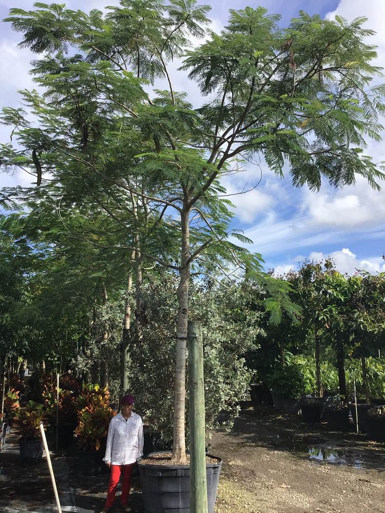 delonix-regia-royal-poinciana-flamboyant-tree-flame-tree