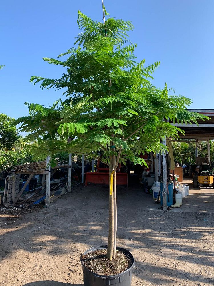 delonix-regia-royal-poinciana-flamboyant-tree-flame-tree