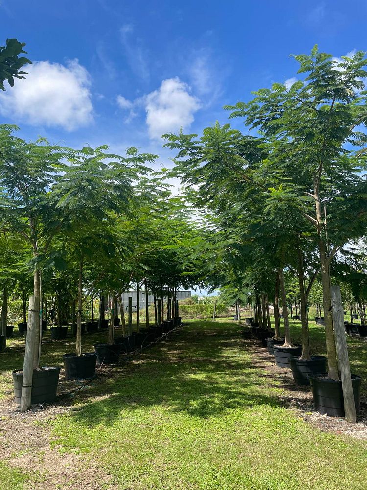 delonix-regia-royal-poinciana-flamboyant-tree-flame-tree
