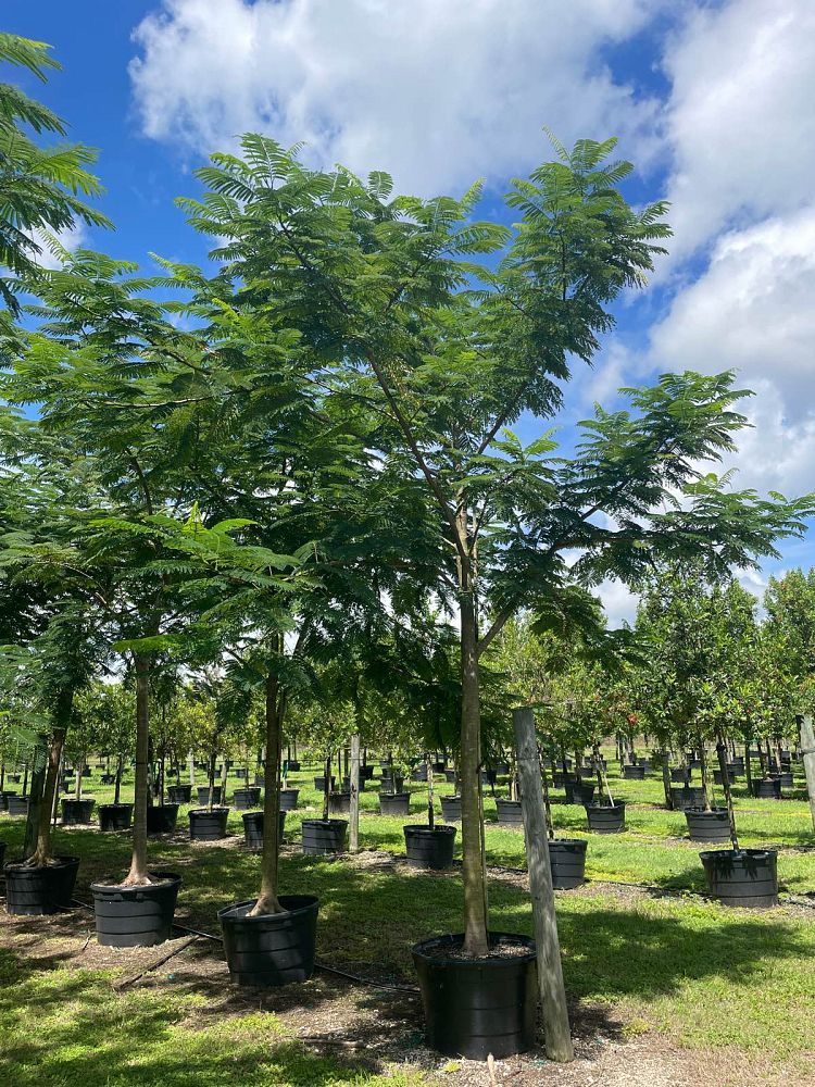 delonix-regia-royal-poinciana-flamboyant-tree-flame-tree