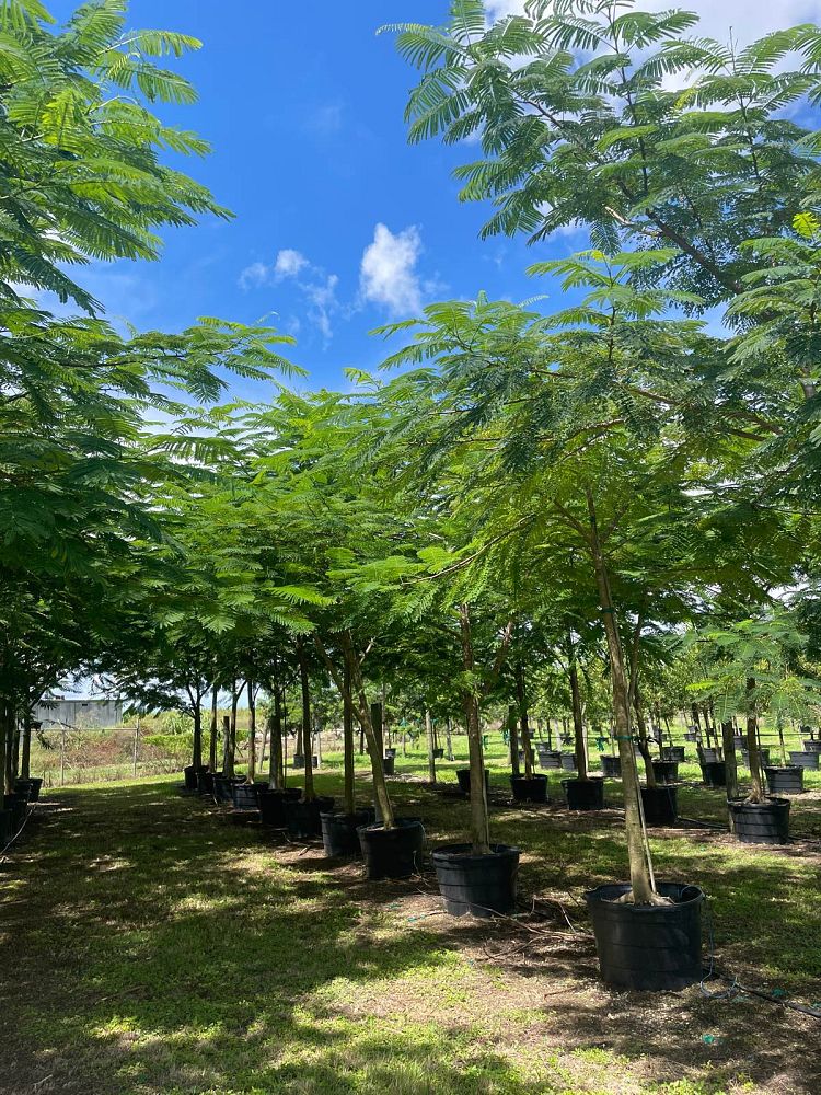 delonix-regia-royal-poinciana-flamboyant-tree-flame-tree