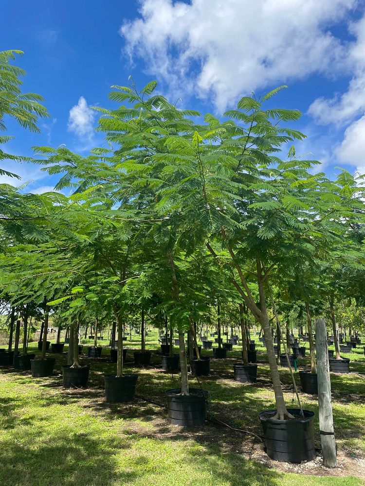 delonix-regia-royal-poinciana-flamboyant-tree-flame-tree