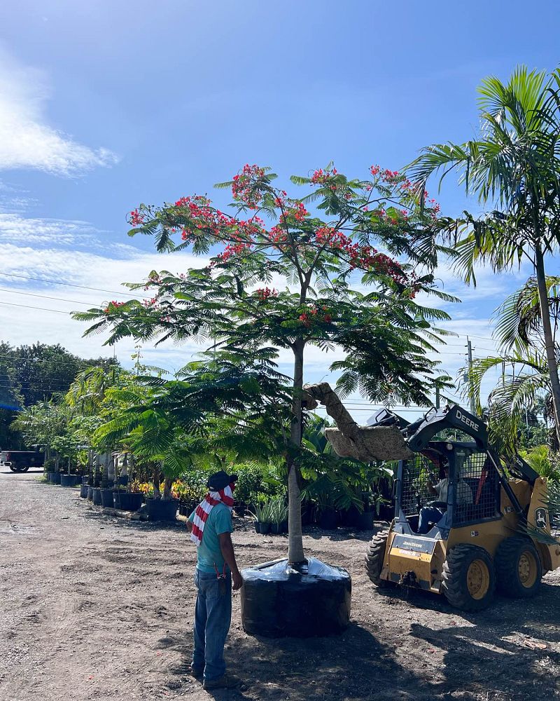 delonix-regia-royal-poinciana-flamboyant-tree-flame-tree