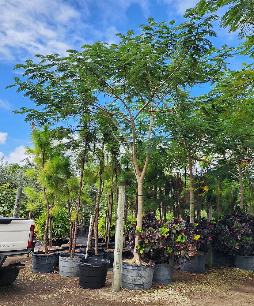 delonix-regia-royal-poinciana-flamboyant-tree-flame-tree