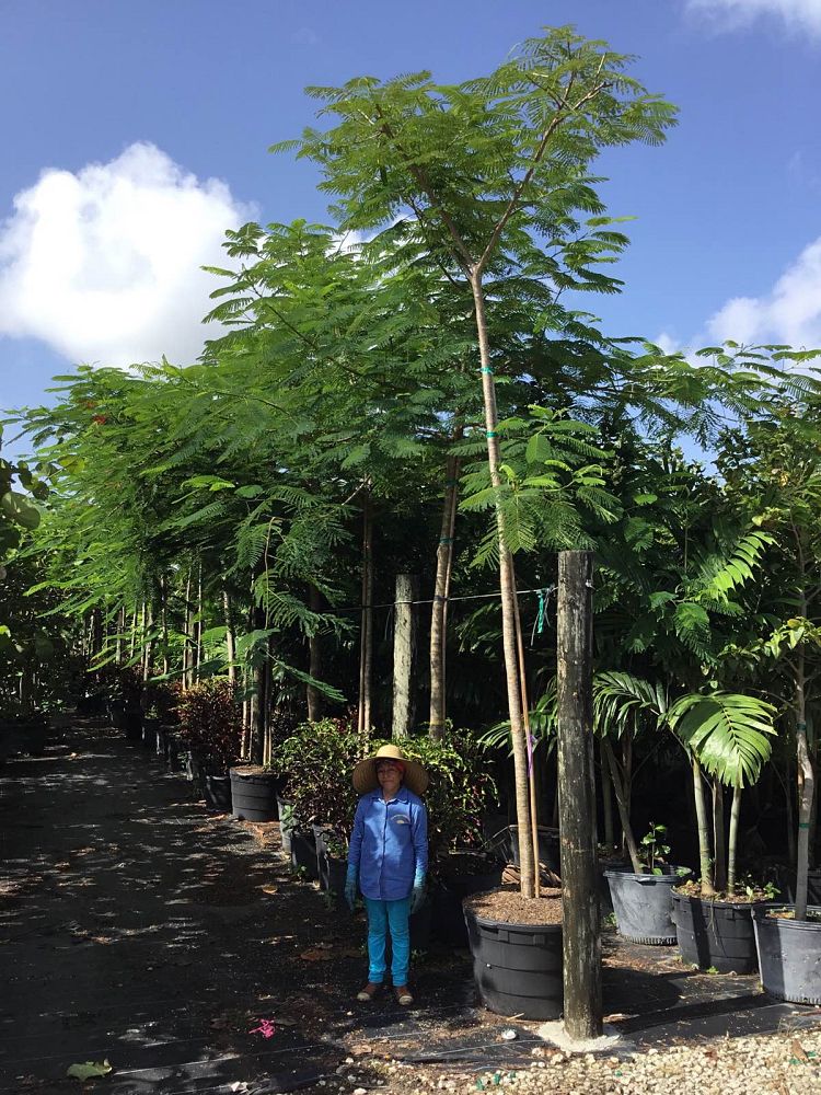 delonix-regia-royal-poinciana-flamboyant-tree-flame-tree