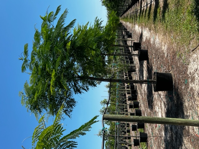 delonix-regia-royal-poinciana-flamboyant-tree-flame-tree