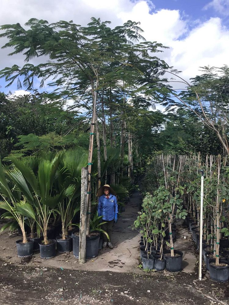 delonix-regia-royal-poinciana-flamboyant-tree-flame-tree