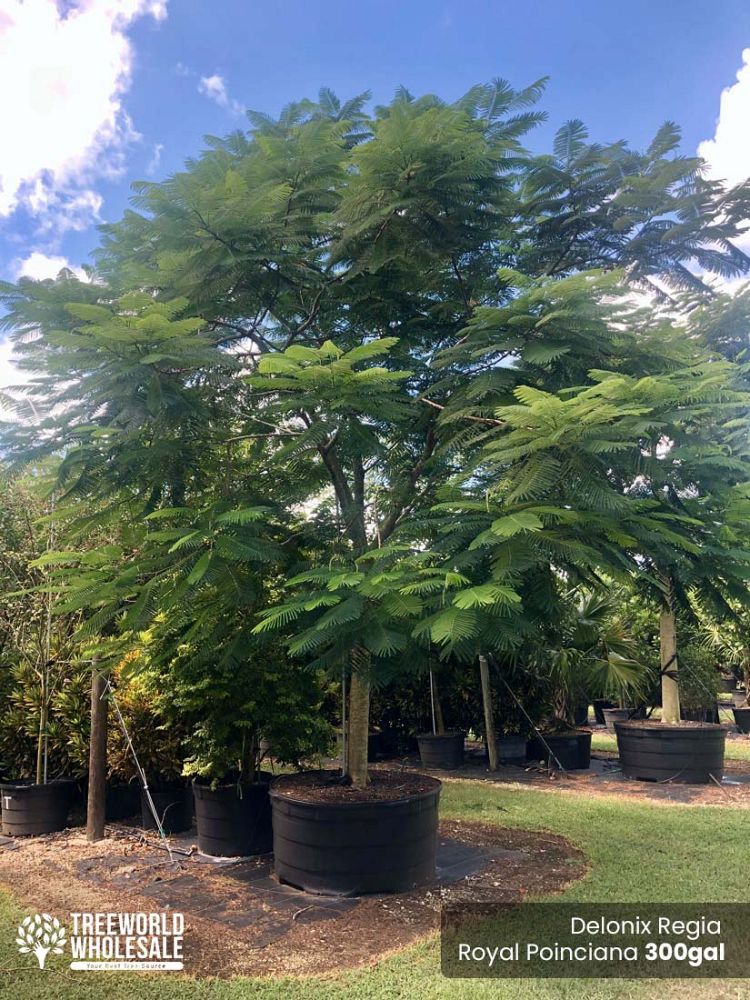 delonix-regia-royal-poinciana-flamboyant-tree-flame-tree