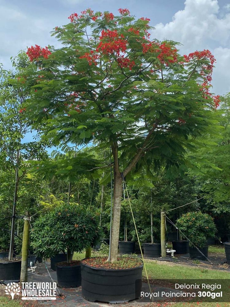 delonix-regia-royal-poinciana-flamboyant-tree-flame-tree