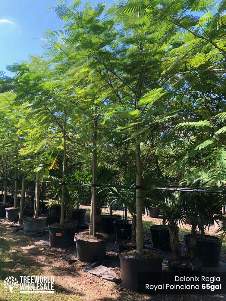 delonix-regia-royal-poinciana-flamboyant-tree-flame-tree