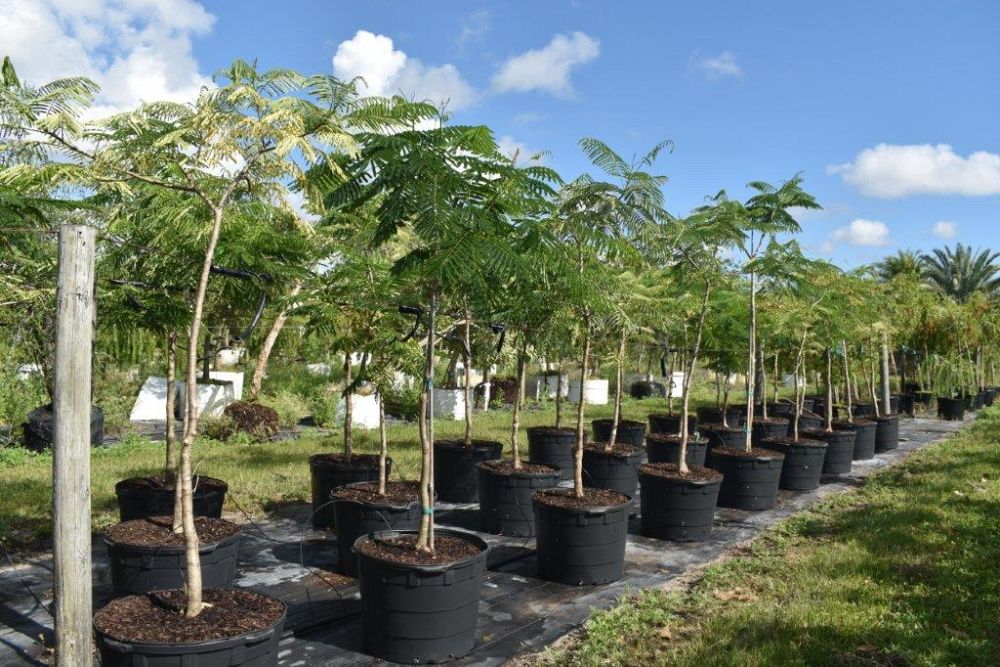 delonix-regia-royal-poinciana-flamboyant-tree-flame-tree