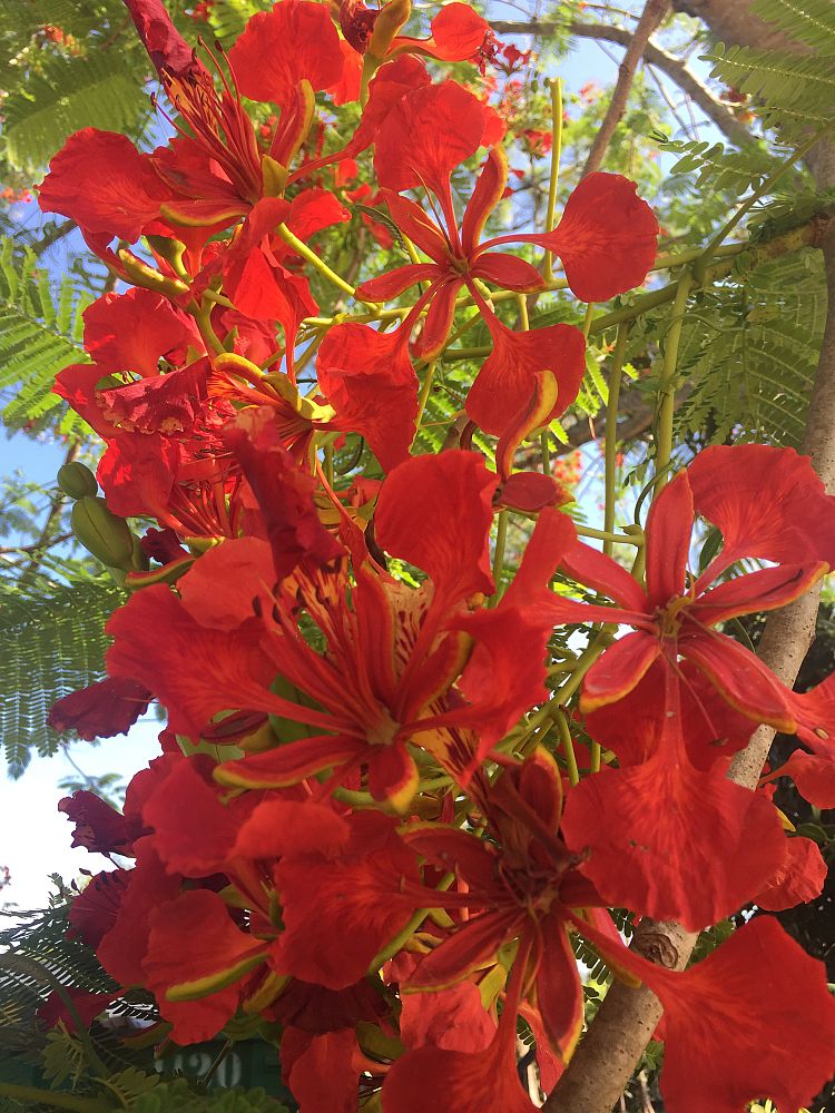 delonix-regia-royal-poinciana-flamboyant-tree-flame-tree