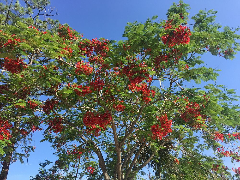 delonix-regia-royal-poinciana-flamboyant-tree-flame-tree