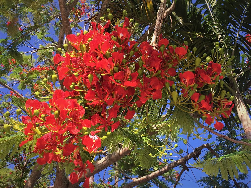 delonix-regia-royal-poinciana-flamboyant-tree-flame-tree